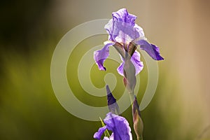 Blooming Iris flower with spring flowers