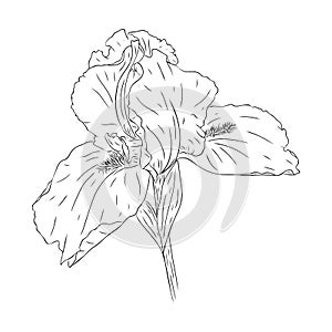 Blooming iris flower. Flower with texture in an outline style. Iris sketch for postcard design. Black and white