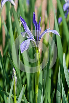 Blooming Iris in lilac color