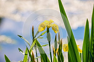 Blooming Iris pseudacorus in Retention tank Ricanka in Uhrineves, Prague, Czech republic