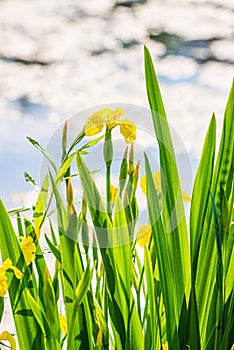 Blooming Iris pseudacorus in Retention tank Ricanka in Uhrineves, Prague, Czech republic