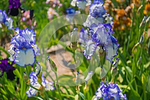 Blooming irises garden