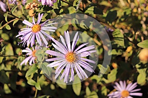 Blooming Italian Aster - Lavender flowers on blooming on bright sunny day