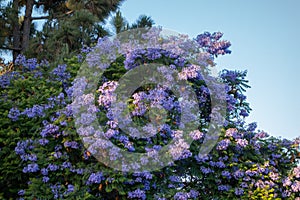 Blooming Jacaranda with Fruits