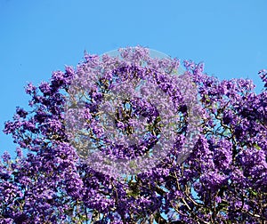 Blooming Jacaranda Tree