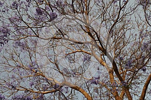 Blooming jacaranda tree in Egypt.