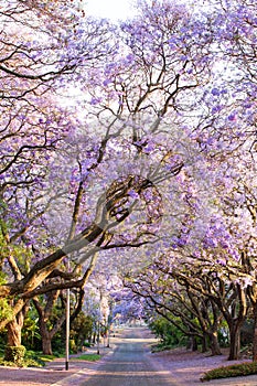 Blooming jacaranda trees lining the street in South Africa's cap