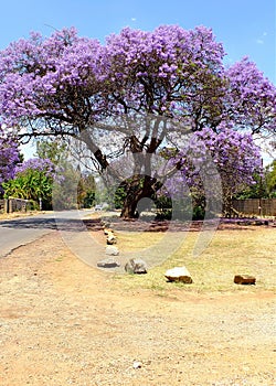 Blooming Jacaranda trees