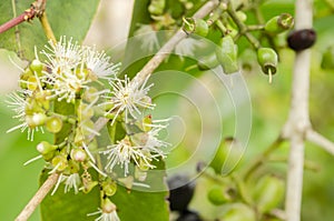 Blooming Jamun Branch