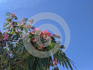 Blooming Japanese acacia in summer against bright blue sky.