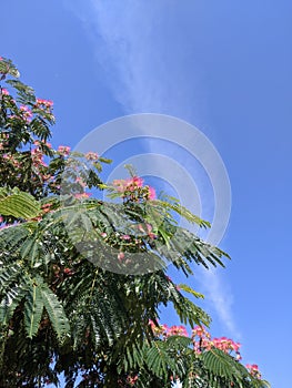 Blooming Japanese acacia in summer against bright blue sky.