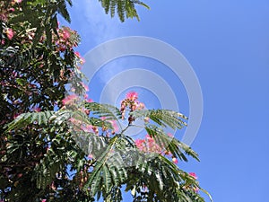 Blooming Japanese acacia in summer against bright blue sky.