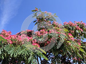 Blooming Japanese acacia in summer against bright blue sky.