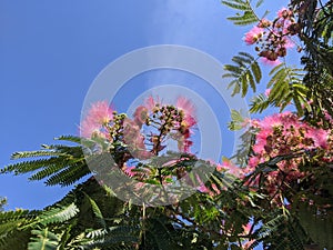 Blooming Japanese acacia in summer against bright blue sky.