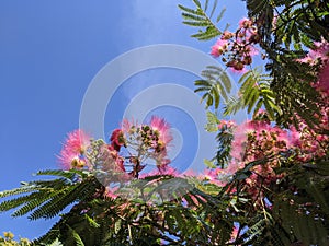 Blooming Japanese acacia in summer against bright blue sky.