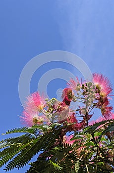 Blooming Japanese acacia in summer against bright blue sky.