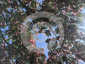 Blooming Japanese acacia in summer against bright blue sky.