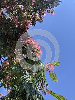 Blooming Japanese acacia in summer against bright blue sky.