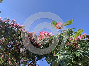 Blooming Japanese acacia in summer against bright blue sky.