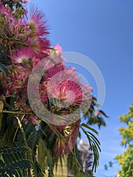 Blooming Japanese acacia in summer against bright blue sky.