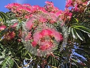 Blooming Japanese acacia in summer against bright blue sky.