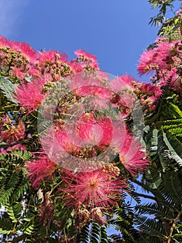 Blooming Japanese acacia in summer against bright blue sky.