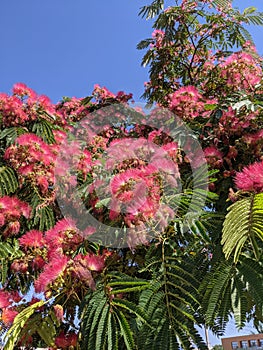 Blooming Japanese acacia in summer against bright blue sky.