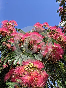 Blooming Japanese acacia in summer against bright blue sky.