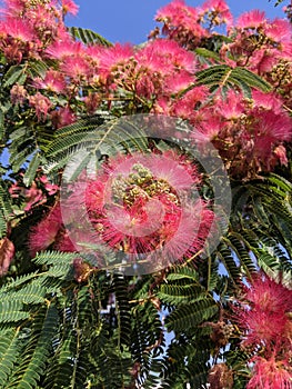 Blooming Japanese acacia in summer against bright blue sky.