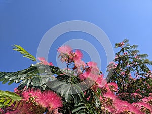 Blooming Japanese acacia in summer against bright blue sky.