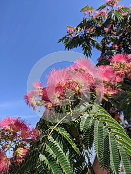 Blooming Japanese acacia in summer against bright blue sky.