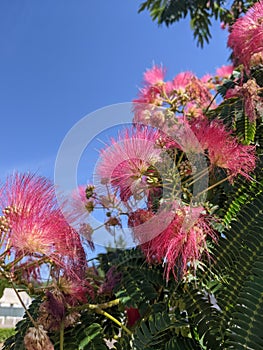 Blooming Japanese acacia in summer against bright blue sky.