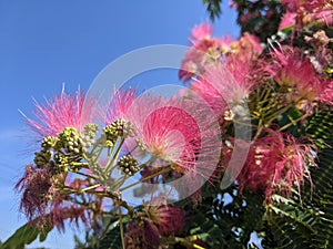 Blooming Japanese acacia in summer against bright blue sky.