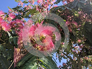 Blooming Japanese acacia in summer against bright blue sky.