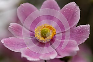 Blooming Japanese anemone with dew on it