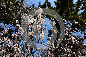 Blooming Japanese apricot flowers in spring, Kyoto