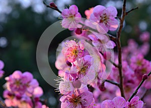 Blooming Japanese apricot, spring in Kyoto Japan.