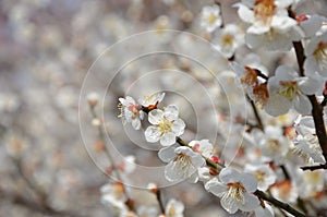 Blooming Japanese apricot, spring in Kyoto Japan.