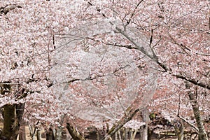 Blooming Japanese cherry tree