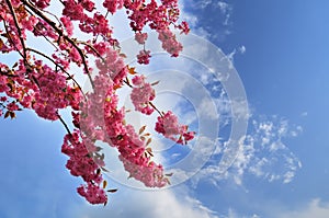 Blooming Japanese cherry tree against a cloudy sky