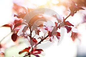 Blooming japanese cherry tree. Blossom sakura flowers. Sunny day and spring nature background. Easter concept. Copy