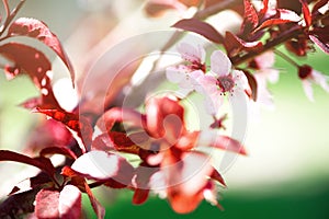 Blooming japanese cherry tree. Blossom sakura flowers. Sunny day and spring nature background. Easter concept. Copy