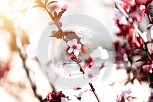 Blooming japanese cherry tree. Blossom sakura flowers. Sunny day and spring nature background. Easter concept. Copy
