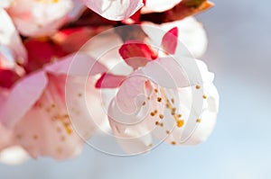 Blooming japanese cherry tree. Blossom white, pink sakura flowers with bright white flowers in the background