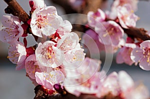 Blooming japanese cherry tree. Blossom white, pink sakura flowers with bright white flowers in the background