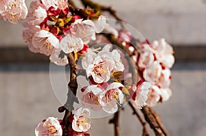 Blooming japanese cherry tree. Blossom white, pink sakura flowers with bright white flowers in the background