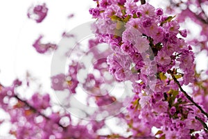 Blooming Japanese cherry tree or sakura in the spring.