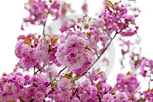 Blooming Japanese cherry tree or sakura in the spring.