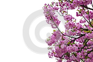 Blooming Japanese cherry tree or sakura in the spring.