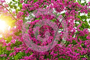 Blooming Japanese cherry tree or sakura in the spring.